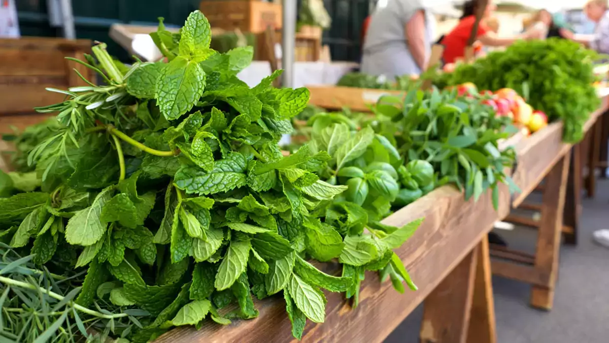 Nie każda mięta jest taka sama: odkryj 4 najczęściej używane rodzaje mięty i przestań popełniać błędy w herbacie i przepisach.