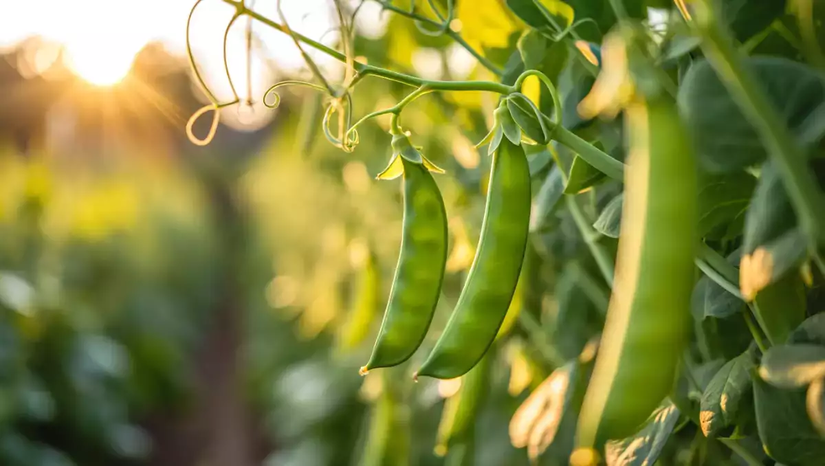Jak łatwo ugotować groszek śnieżny? Wszystkie wskazówki, dzięki którym groszek będzie chrupiący i smaczny