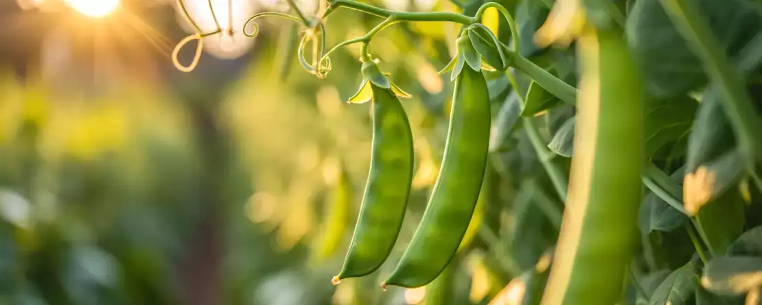 Jak łatwo ugotować groszek śnieżny? Wszystkie wskazówki, dzięki którym groszek będzie chrupiący i smaczny