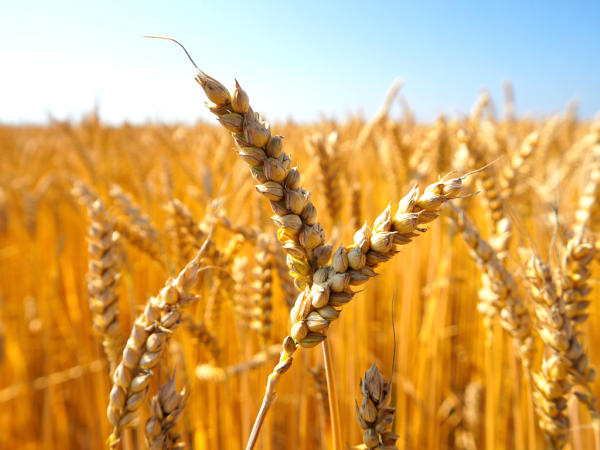 Przejście na dietę bezglutenową: co tak naprawdę dzieje się w Twoim organizmie?