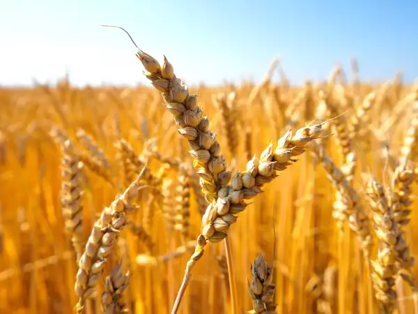 Przejście na dietę bezglutenową: co tak naprawdę dzieje się w Twoim organizmie?
