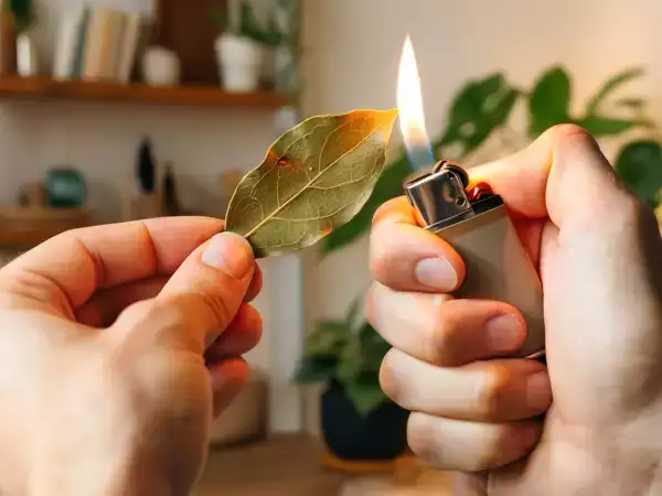 Brzmi to mistycznie, ale jest magiczne: to, co dzieje się z ciałem, gdy wdychasz spalony laur