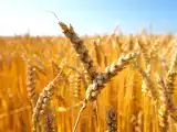 Artykuły: Przejście na dietę bezglutenową: co tak naprawdę dzieje się w Twoim organizmie?